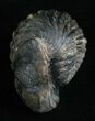 Large Enrolled Phacops Trilobite #5095-4